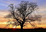18th Jan 2022 - Sunset Tree