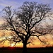 Sunset Tree by carole_sandford