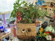 15th Jan 2022 - A collection of indoor plants and Owl planter.