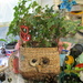 A collection of indoor plants and Owl planter. by grace55