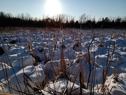18th Jan 2022 - Frozen Marsh