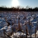 Frozen Marsh by revken70