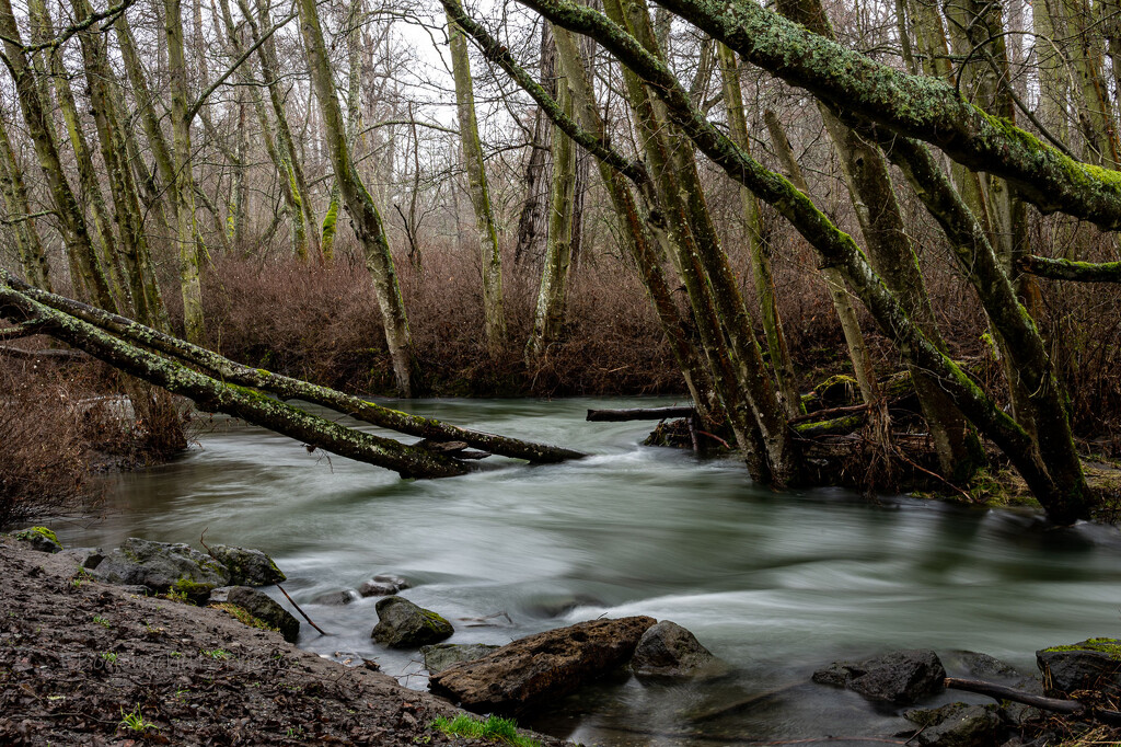  Dungeness River with slow shutter  by theredcamera