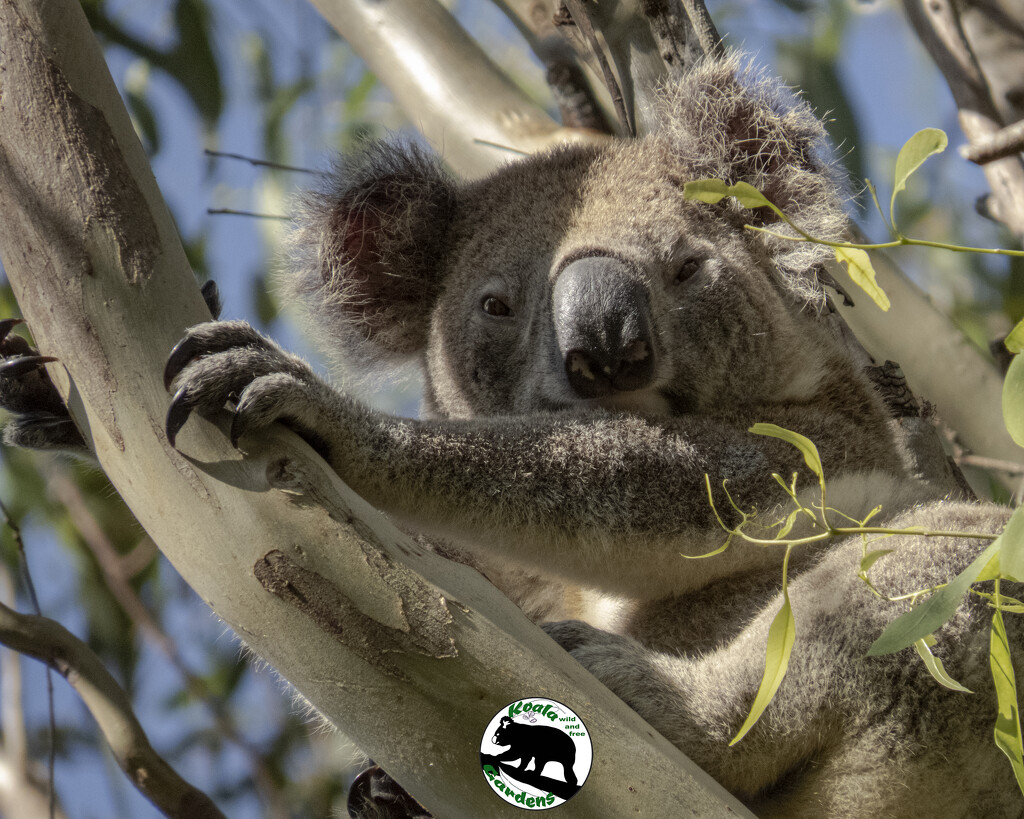 morning contemplations by koalagardens