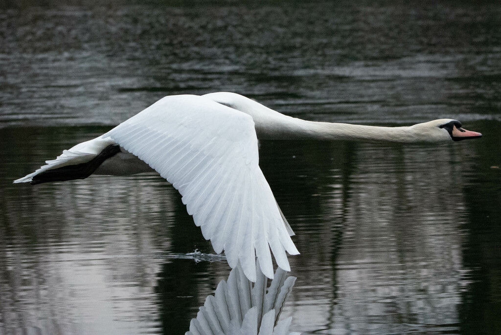 Wing dipping by stevejacob