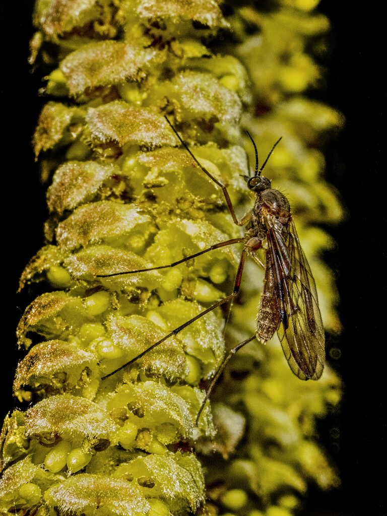 Insect on catkin. by gamelee