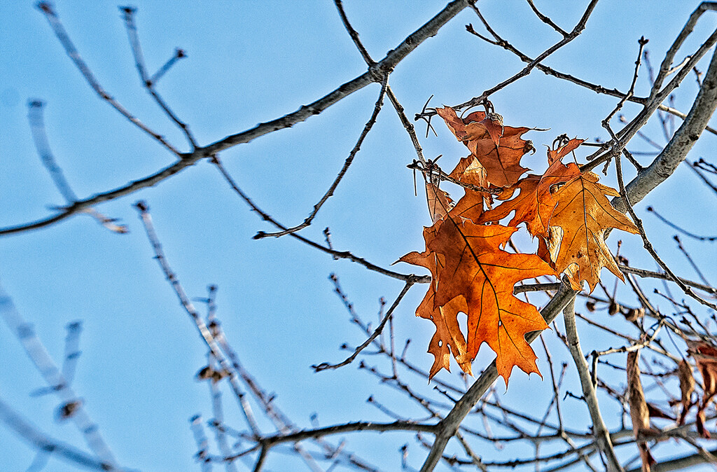 Winter Sky, Autumn Leaves by gardencat