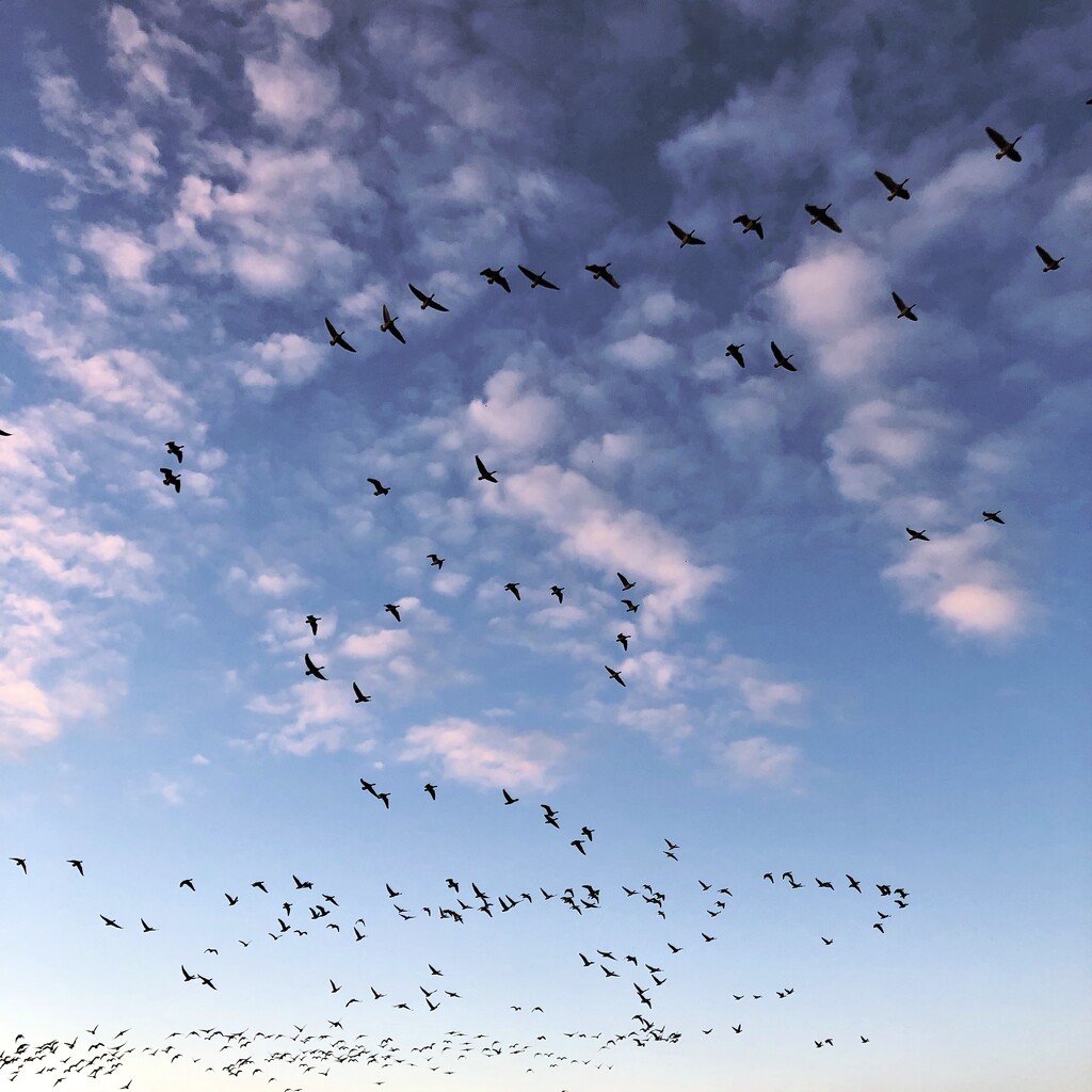 For each bird a cloud by mastermek