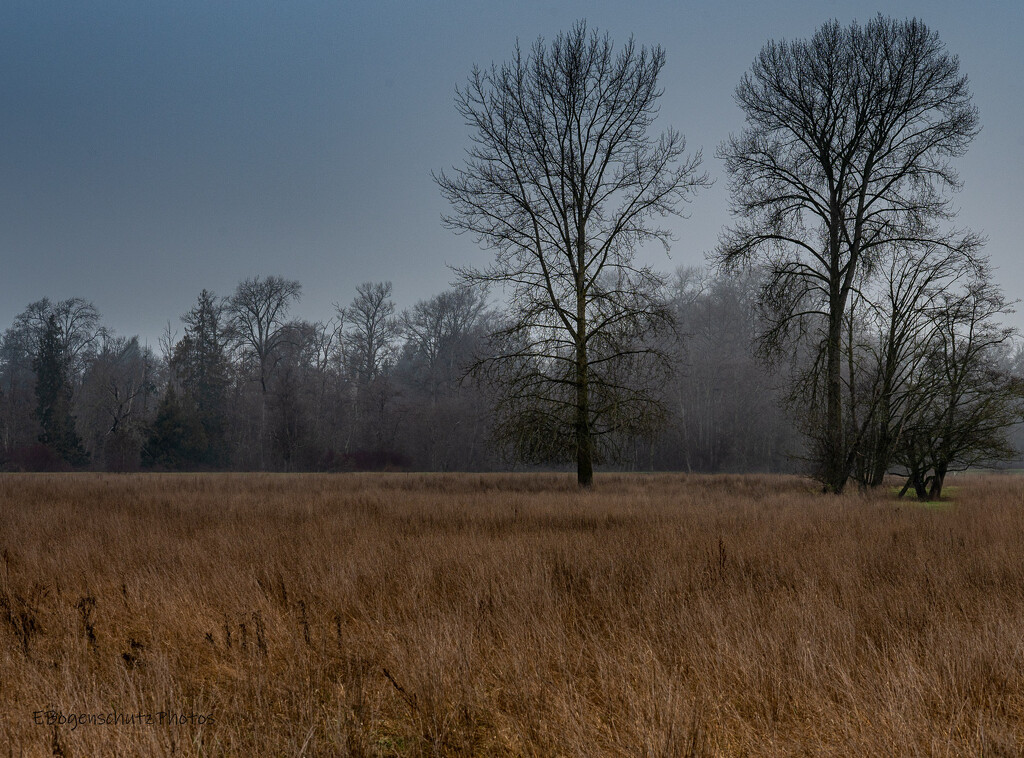 Trees in a meadow   by theredcamera