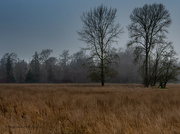 16th Jan 2022 - Trees in a meadow  