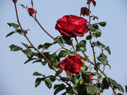 18th Jan 2022 - Red Roses