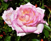 19th Jan 2022 - Such a Pretty Pink Rose ~  