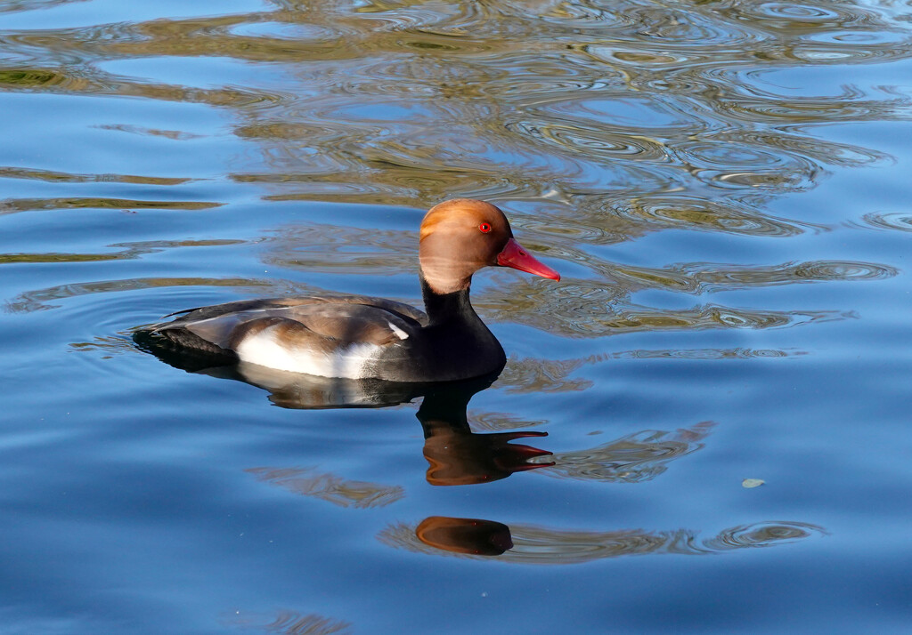 Red-crested pochard at the Duck Park  by phil_howcroft