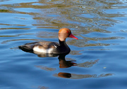 18th Jan 2022 - Red-crested pochard at the Duck Park 