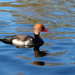 Red-crested pochard at the Duck Park 