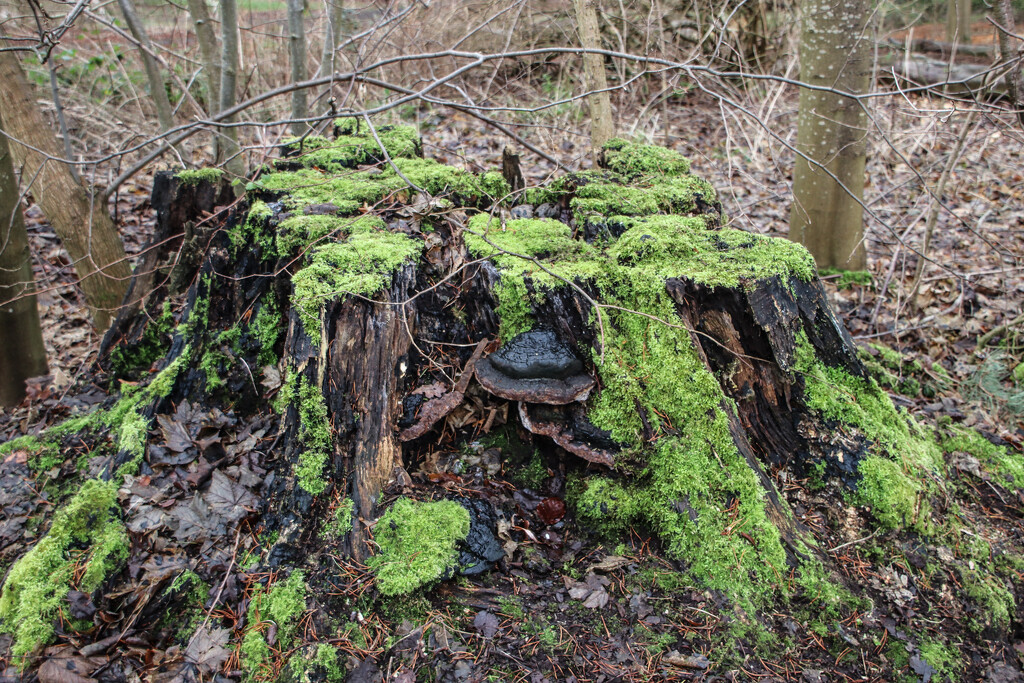 Just an old tree stump by nodrognai