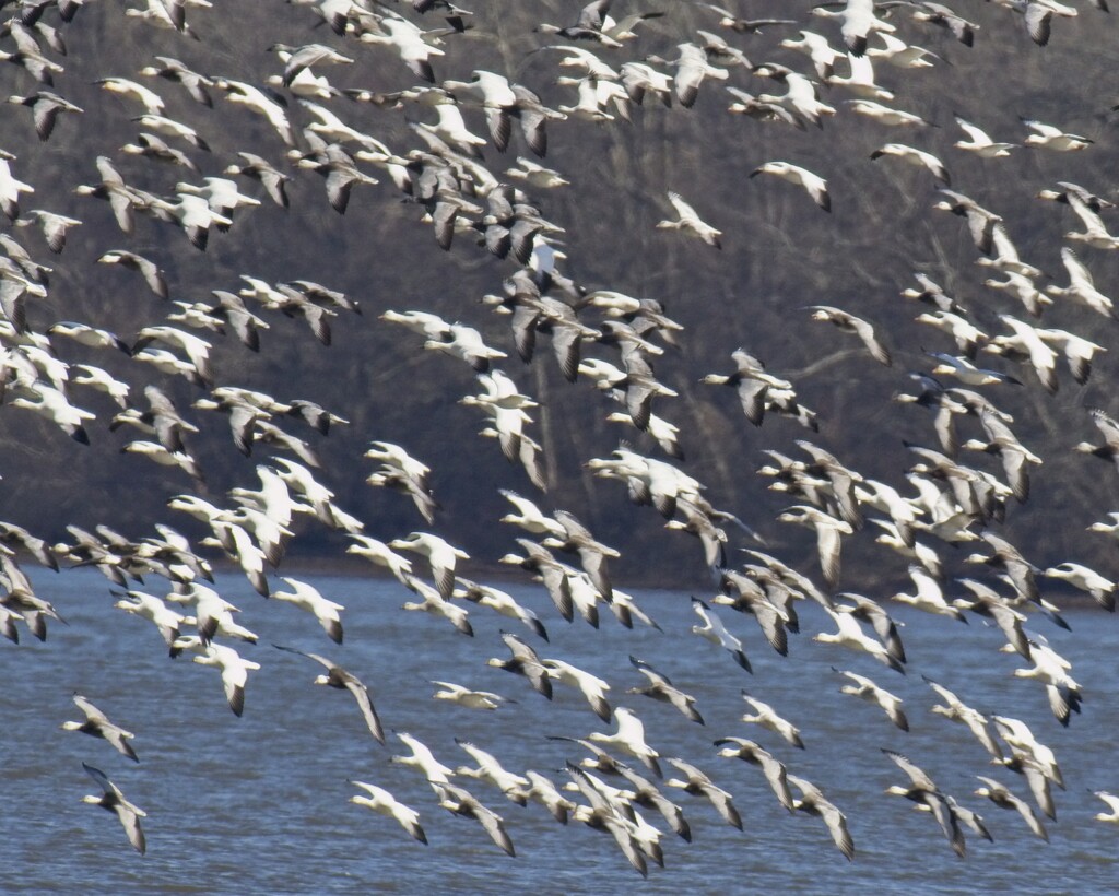 LHG_9515 Snowgeese  by rontu