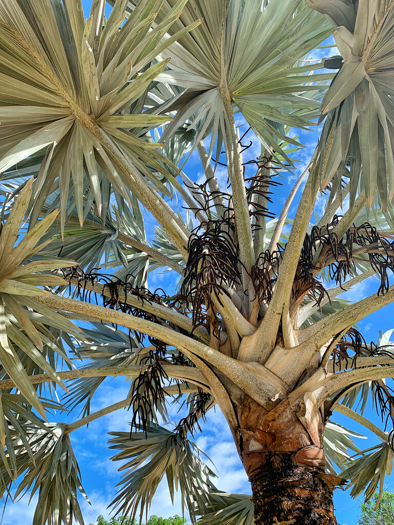 Bismarck palm tree.  by cocobella