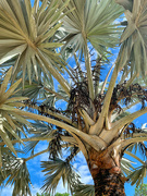 20th Jan 2022 - Bismarck palm tree. 