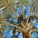 Bismarck palm tree. 