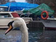 27th Jan 2011 - Well, I Swan...