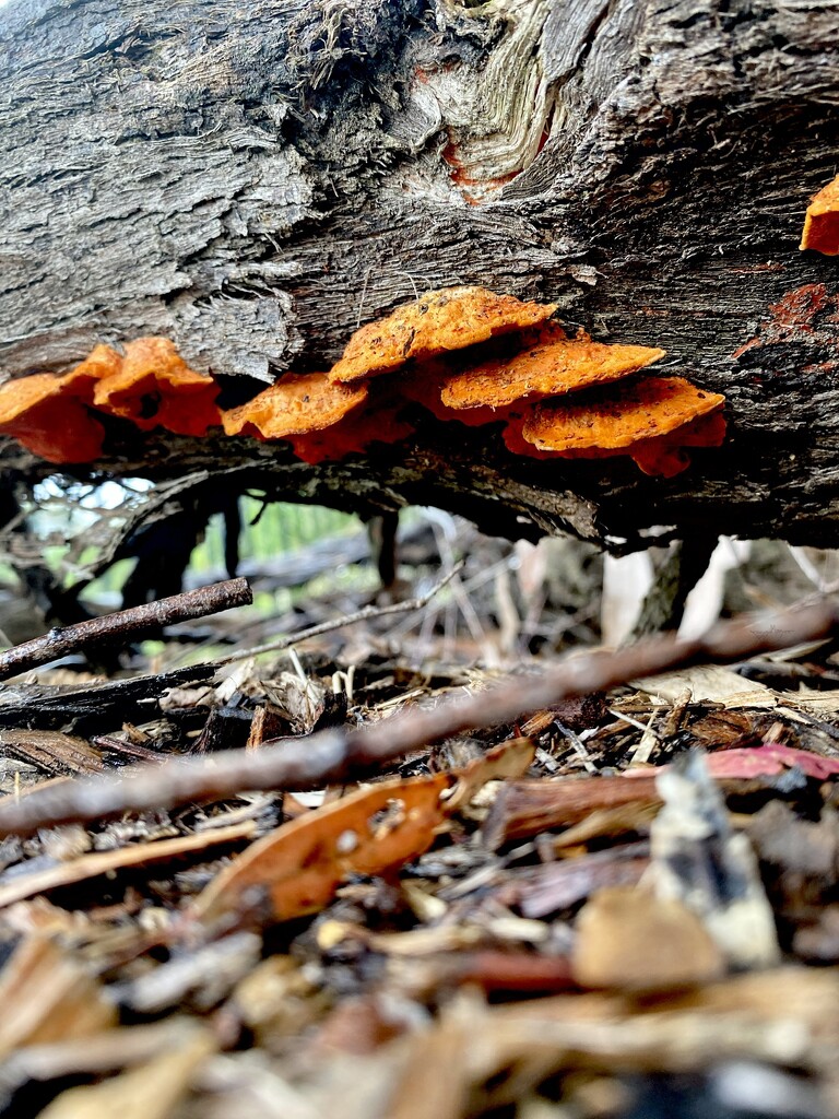 Funky Fungi by mazoo
