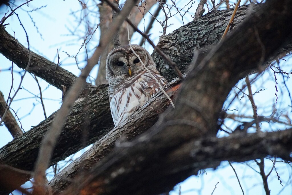 18-365 Barred Owl by slaabs