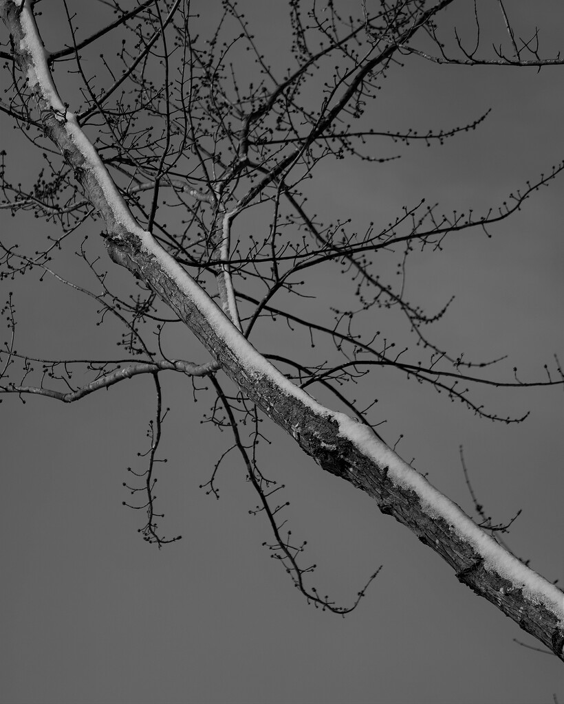 January 18: Snowy Tree by daisymiller