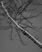 18th Jan 2022 - January 18: Snowy Tree