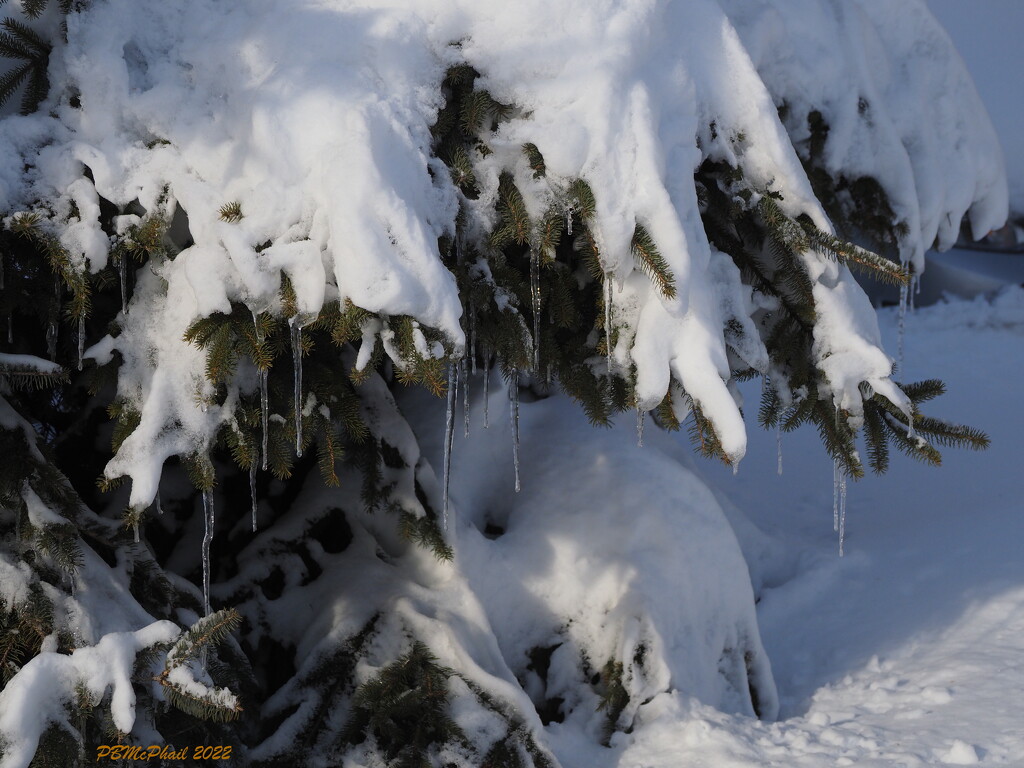 Icicles on Trees! by selkie