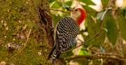 18th Jan 2022 - Male Red Bellied Woodpecker!