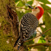 Male Red Bellied Woodpecker! by rickster549