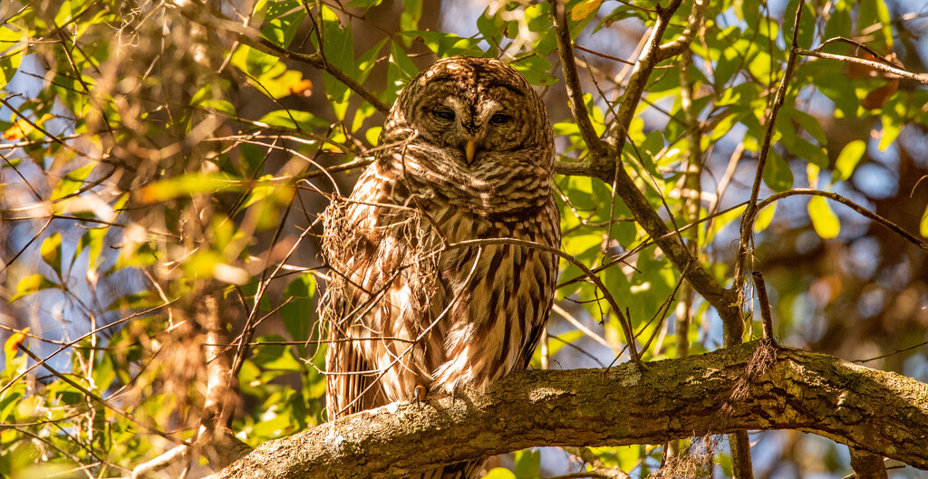Barred Owl Behind the Limbs! by rickster549