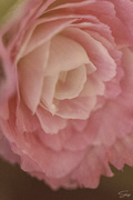 13th Jan 2022 - Close up of Begonia Blossom