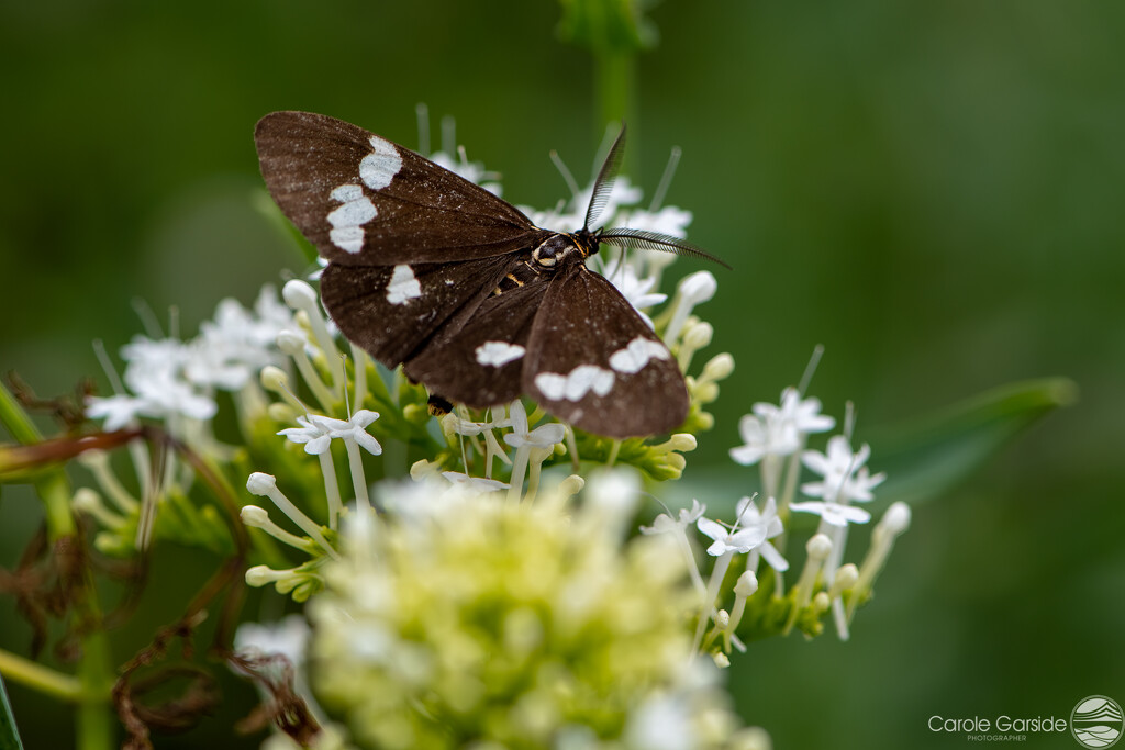 Magpie Moth by yorkshirekiwi
