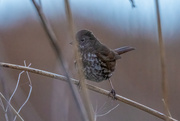 18th Jan 2022 - Fox Sparrow in the reeds 