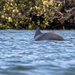 Dolphin by flyrobin