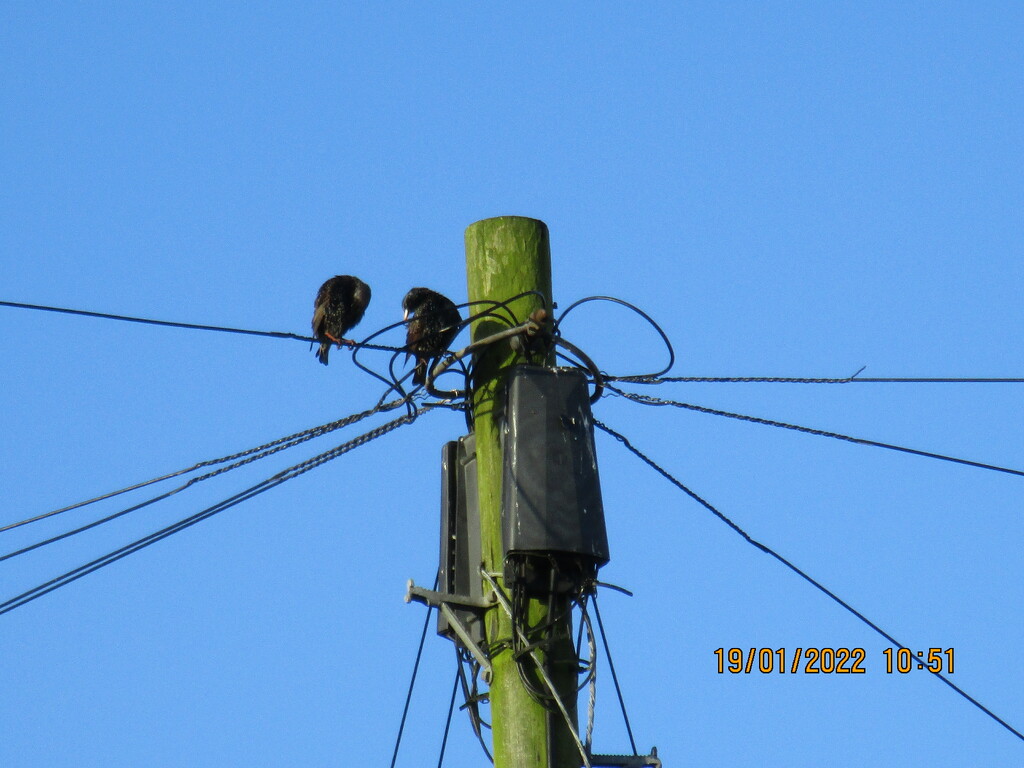 Two starlings and a blue sky. by grace55