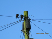 19th Jan 2022 - Two starlings and a blue sky.