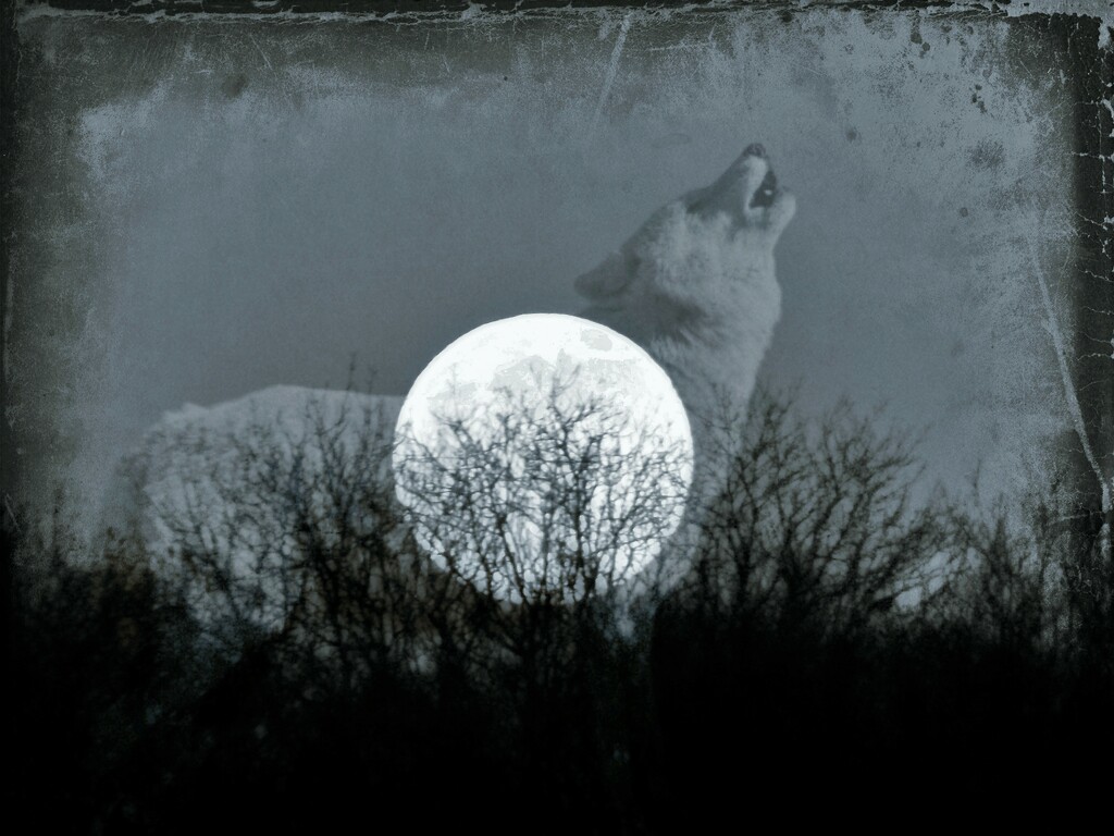 Bark at the moon by ajisaac