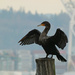 Cormorant by seattlite