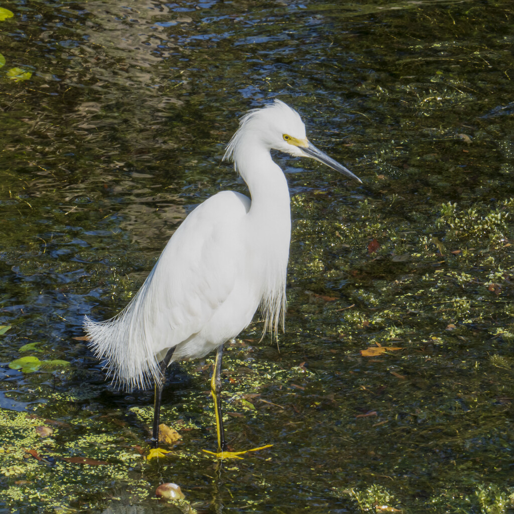Two Colored Legs on a Snowy Egret? by kvphoto