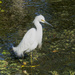 Two Colored Legs on a Snowy Egret?