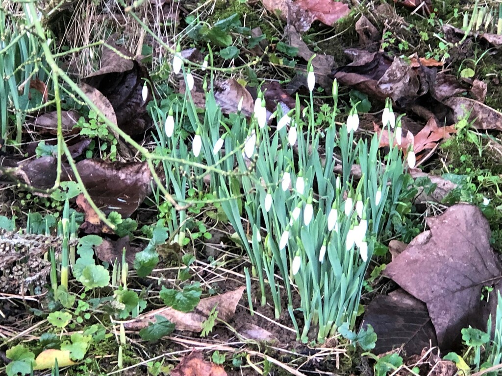  Snowdrops  by susiemc