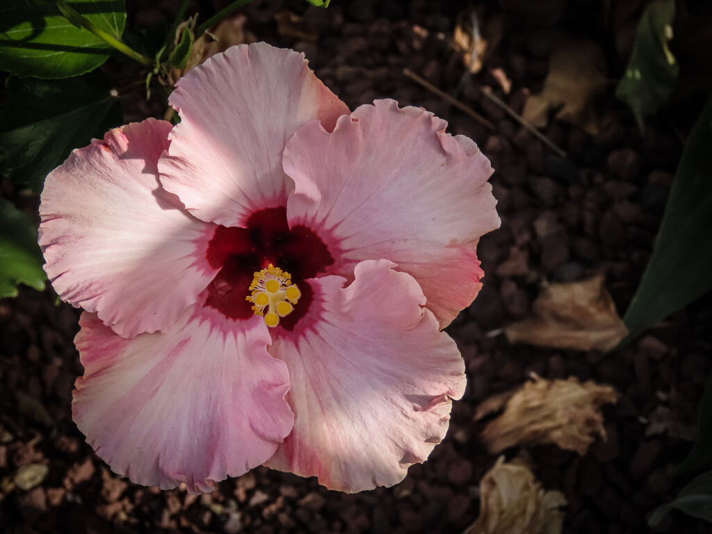 Hibiscus by mumswaby