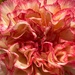 Carnation by shutterbug49