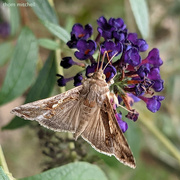 26th Sep 2021 - Soybean Looper Moth [Filler] 