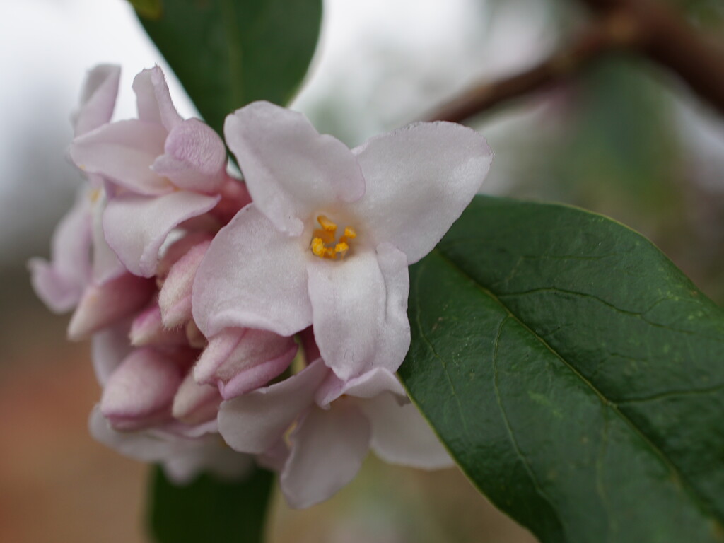 Daphne in the walled garden by quietpurplehaze