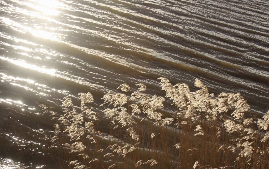 Waves & Reeds by sanderling