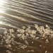 Waves & Reeds by sanderling